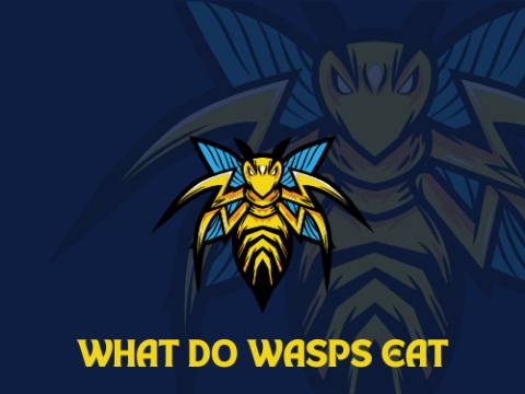 What Do Wasps Eat